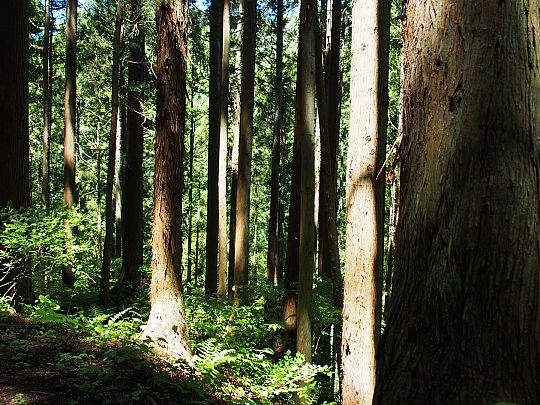 Foto 3. In een ceder-bos bij Yudanaka (Large).JPG