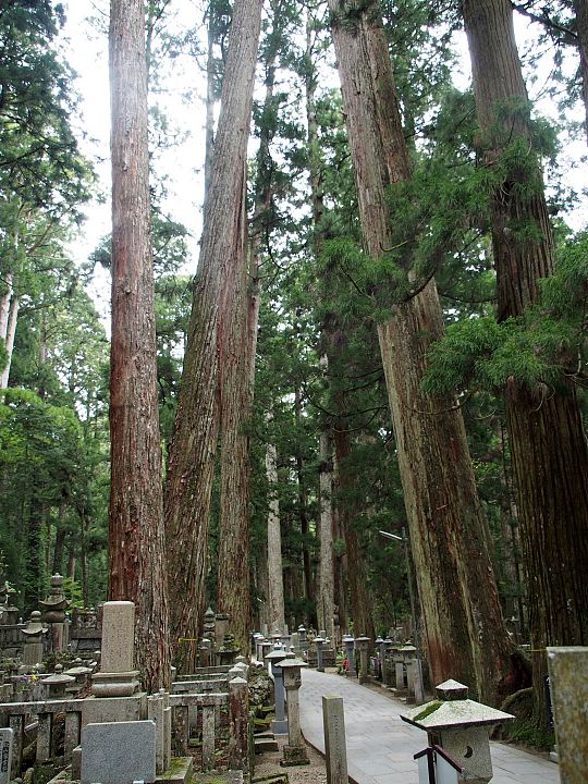 Foto 4. Koyasan begraafplaats met ceders (Large).JPG