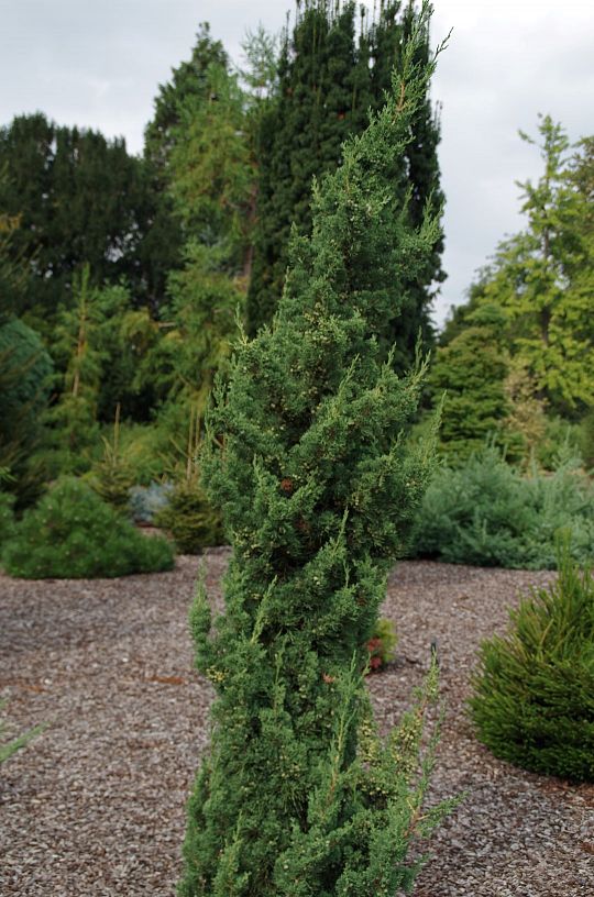 Juniperus chinensis Robust Green_1 (Large).jpg