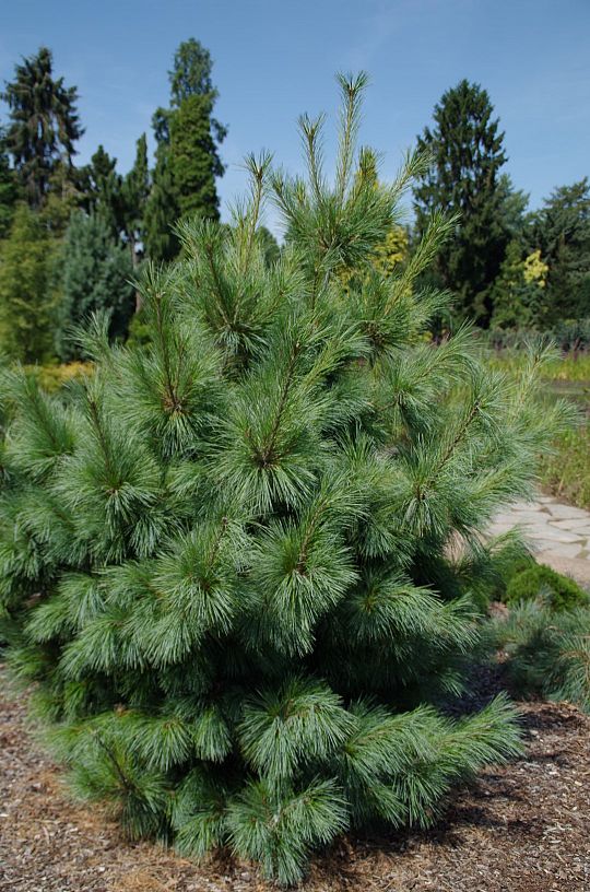 Pinus schwerinii Wiethorst_1 (Large).jpg