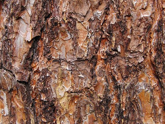 Pinus sylvestris (3) (Large).JPG